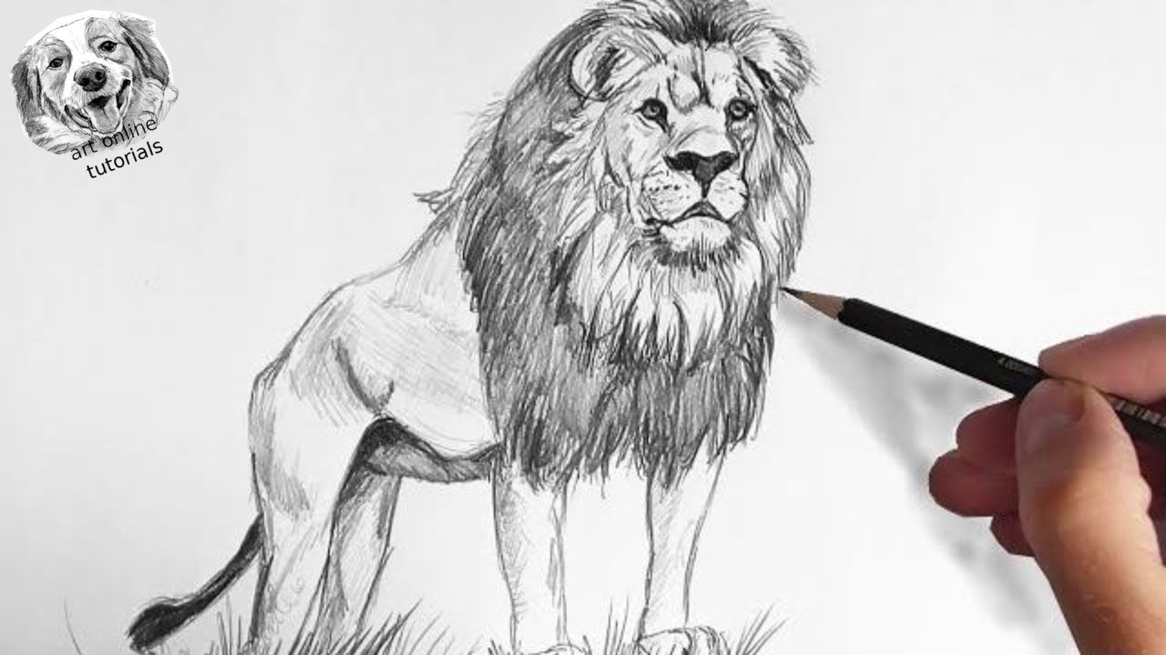 Featured image of post Realistic Lion Drawing Click on the button below the picture