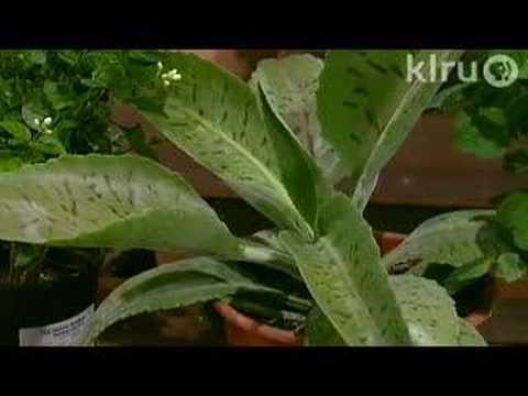 Sharon Truett on shade for drought: Central Texas Gardener