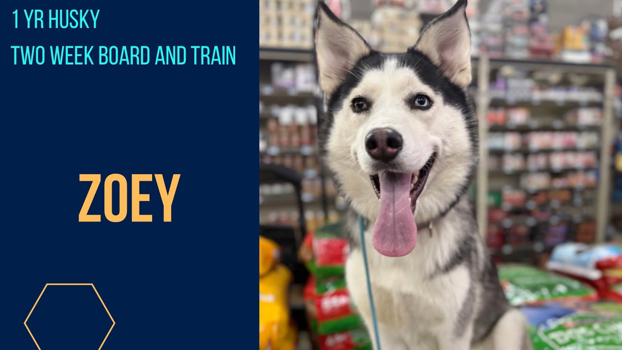 1 yr Husky | Off Leash K9 Training | Columbia SC 