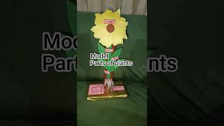 model of parts of plants #art #model #artist #education #artwork #learning #story #viralvideo #viral