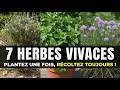 7 Herbes Vivaces Qui Poussent Comme Des Mauvaises Herbes ! Plantez Une Fois, Récoltez Pour Toujours