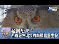 猛禽恐高？西班牙古洞穴的貓頭鷹重生記 ｜FOCUS午間新聞 20260611 @tvbsfocus