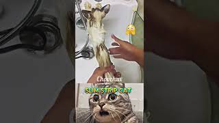 Slim Strip Cat Need To Refresh