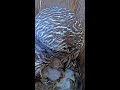 Barred Owl Cam Top 5 in 2025: Female Rises To Show Off Duo Of Fluffy Owlets