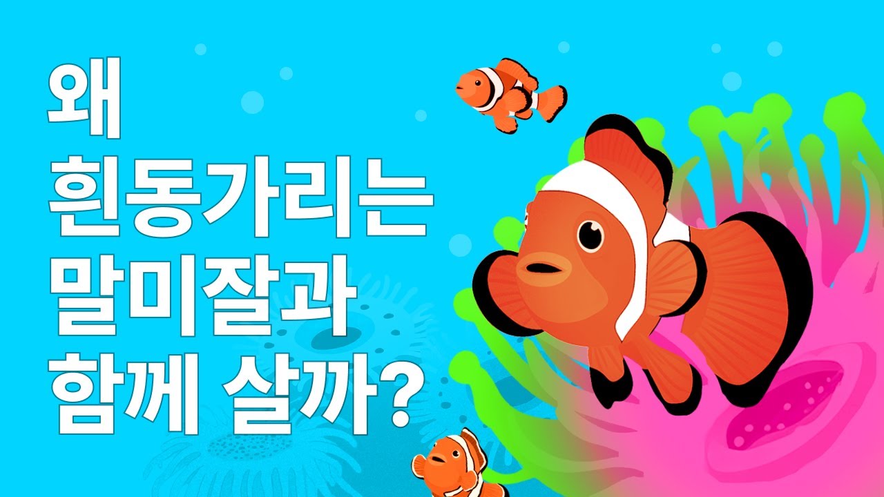 왜 흰동가리는 말미잘과 함께 살까?