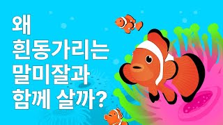 왜 흰동가리는 말미잘과 함께 살까?