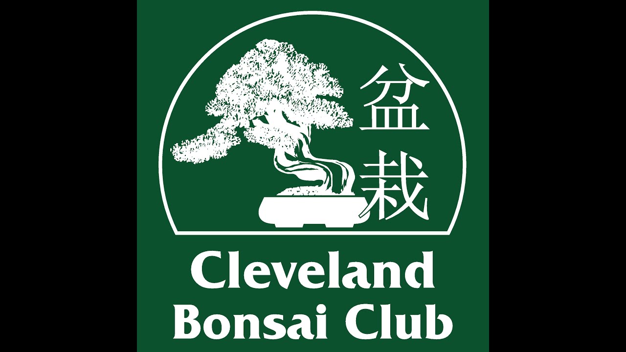 panaschierter bambus Phyllostachys-Bambus-Kollektion (x3) - Phyllostachys bissetii, aureosulcata  Aureocaulis, Fargesia scabrida Asian Wonder