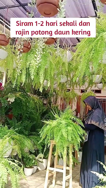 Tips pakis rimbun Tips pakis rimbun