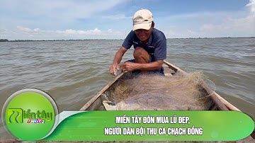 Miền Tây đón mùa lũ đẹp, người dân bội thu cá chạch đồng