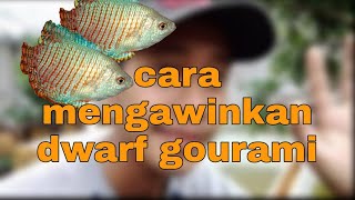 cara mengawinkan ikan sepat hias / Ikan gurame mini /gurami kerdil/ Dwarf Gourami , Colisa lalia.