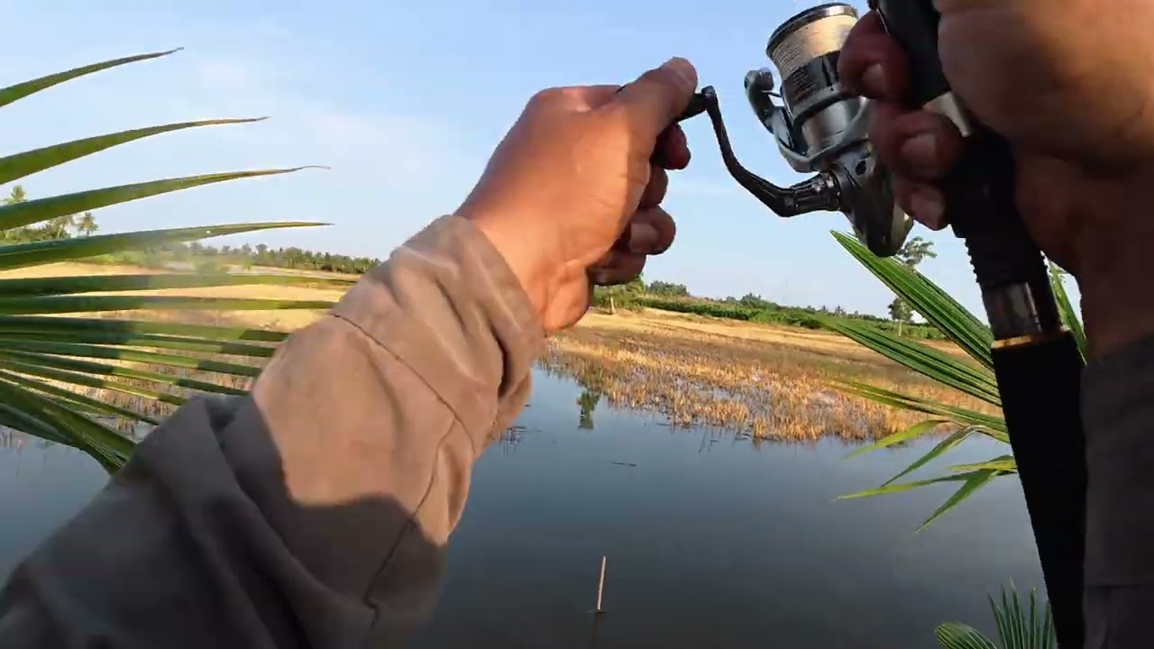 Câu lóc đen vùng vuông tôm nhiều cá