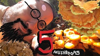 5 Must Know Fall Mushrooms