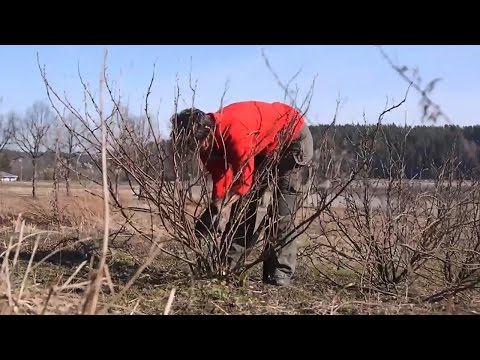 Mustaherukan leikkaus