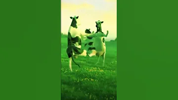 زهوره رورا رورا 