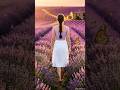 Building Stone Cottage in Lavender Field 💜🦋