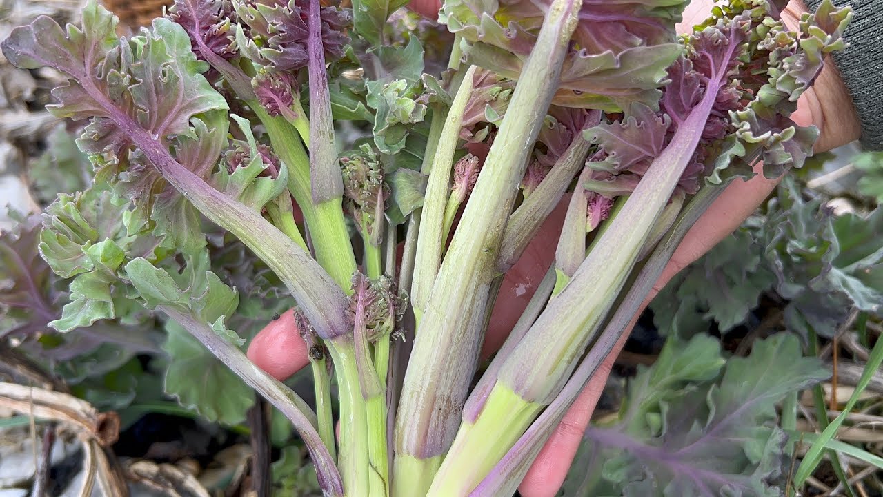 เก็บคะน้าทะเลสวยๆๆ # ยิ่งเก็บยิ่งฟิน # เลือกเอาแต่สวยๆๆ # sea kale.29/4/2025.