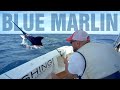 BLUE MARLIN ADVENTURE - Big Game Fishing