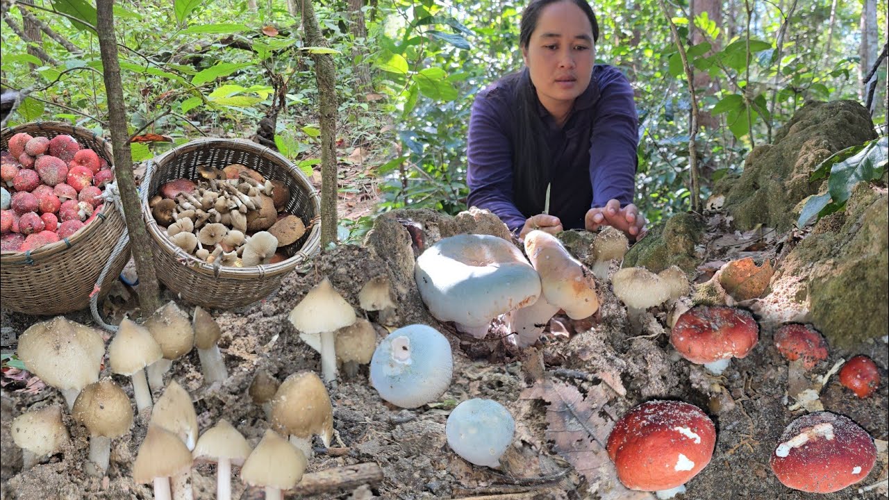 เข้าหมายเดียว เก็บเห็ดวันนี้ เห็ดปลวกเห็ดโคน ก่อแดงออกใหม่ เห็ดตะไคดอกใหญ่ๆ เห็ดผึ้งรวม!25พ.ย2568