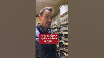 Сколько яиц несут перепелки? / Как живут птицы на экоферме? #shorts