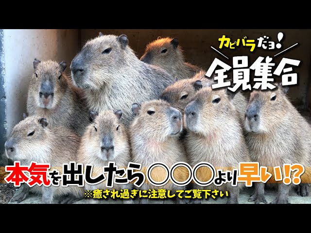 Zooliving【カピバラの1日ルーティーン】 - YouTube