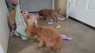 Cute Mini Labradoodle Puppies playing by D G 319 views 2 months ago 2 minutes, 10 seconds
