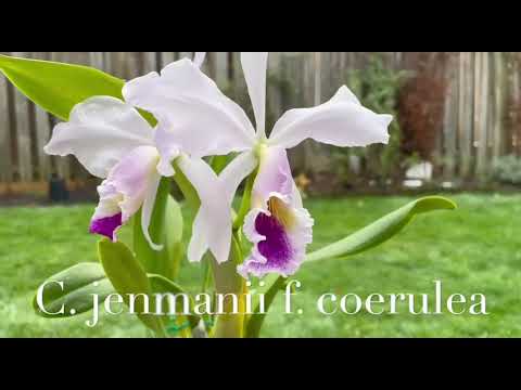 原生卡特兰C. jenmanii f. coerulea