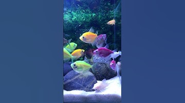 Fish / Cá vàng bơi/ Cá cánh buồm #aquarium #cávàng #bethuysinh #concá #shotrs