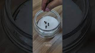 Cara Ini Bisa Mengusir Semut Dari Gula Auto Kaburr