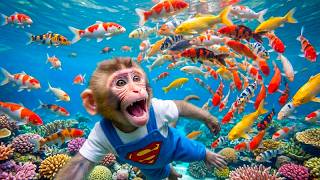 Monyet Mono Mendayung Perahu Buatan Sendiri Menangkap Ikan dan Mandi Bersama Ikan Kecil & Anak Bebek