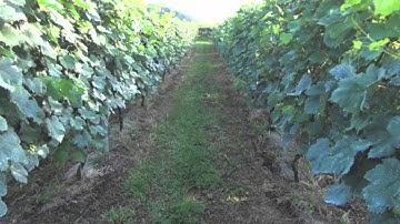 Japan Wine Project - Leafroll Virus