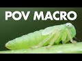 POV Macro Photography Episode 2 | Swarmed by Forest Mosquitoes!