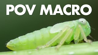 POV Macro Photography Episode 2 | Swarmed by Forest Mosquitoes!