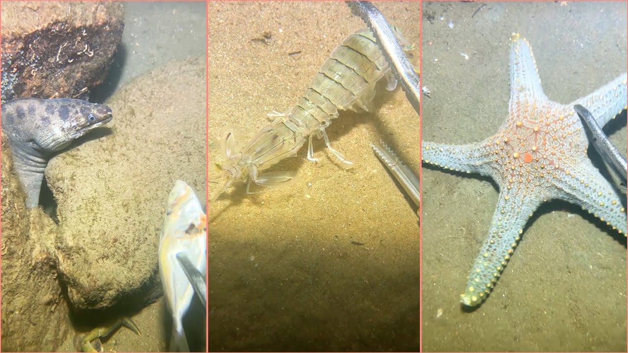 Diving to catch seafood, sea cucumber, shrimp, octopus, fish, crab - December 2