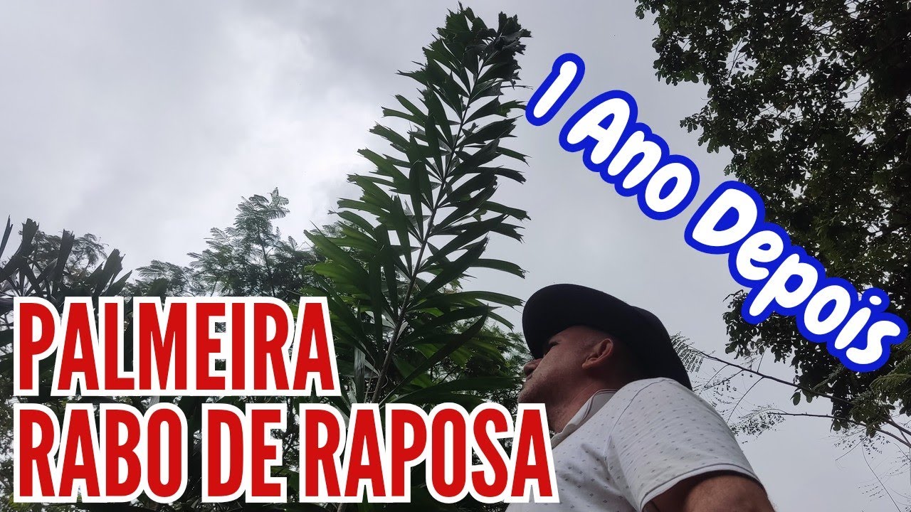 Palmeira Rabo de Raposa (Wodyetia bifurcata) - 1 Ano Depois de Plantada