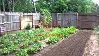 Planting Black Eye Peas