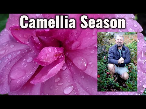 Video: Planten met camelia's: leer meer over Camellia-plantengenoten