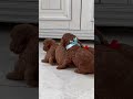 Fluffy Pets That Will Melt Your Heart Instantly!