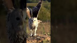 El vuelo del Búho.   #shorts #viral #video #youtube #animales #fyp #fypシ #fy #videoshort #aves