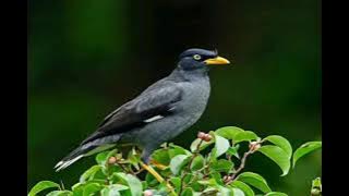 Suara Burung Jalak kebo jernih mp3
