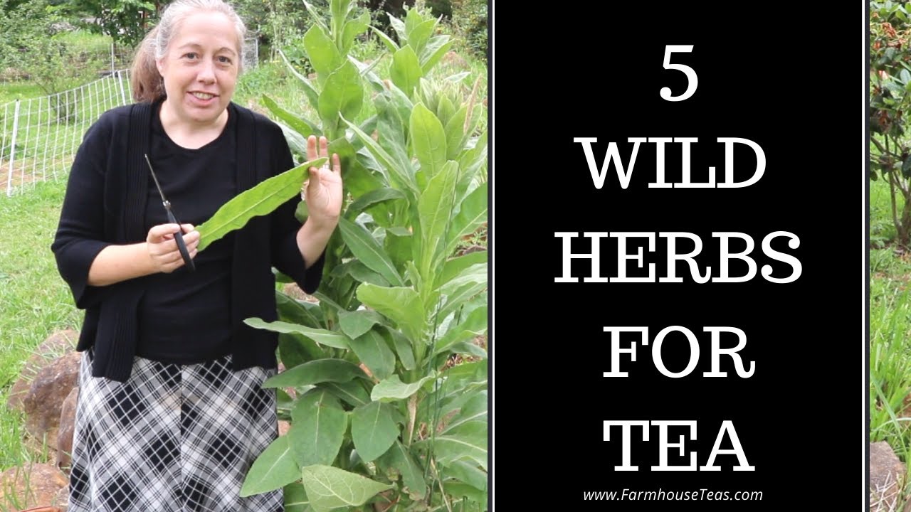 Foraging Wild Tea - 5 PNW Medicinals - YouTube