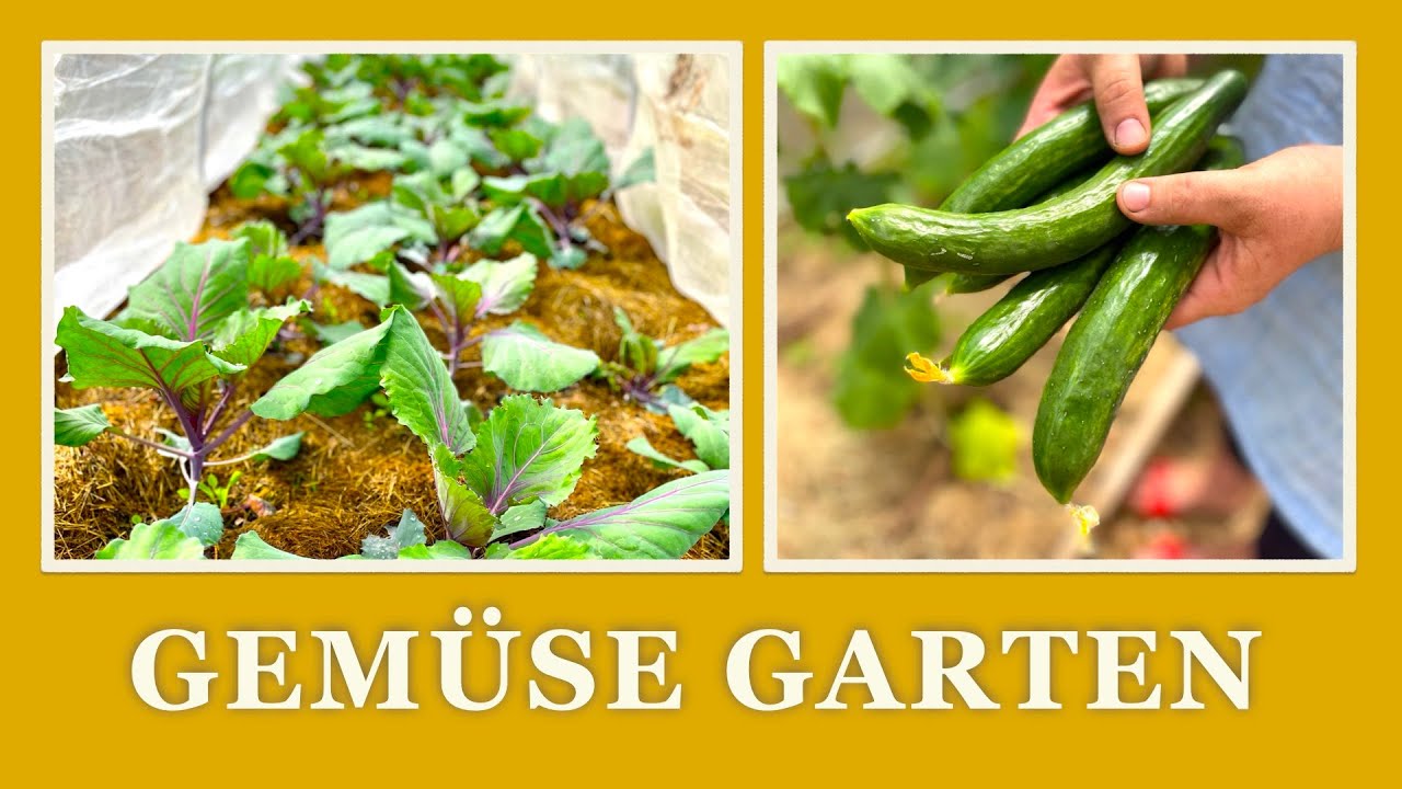 40 Gartenrundgang im Gemüsegarten Ende Mai YouTube
