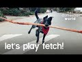 Dog Fetches The World&#39;s Biggest Stick?!?! | Our Domestic World