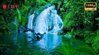 Nature Sounds 4K 🌿 Relaxing River Sounds, Beautiful Forest Sound, Peaceful Birds Chirping, Natural