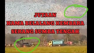 JUTAAN HAMA BELALANG KEMBARA SERANG SUMBA TENGAH