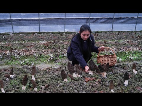 Vídeo: Como cozinhar deliciosos cogumelos morel