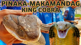 Ano ngaba ang King Cobra o Banacon | Pinakamalaki sa lahat ng makamandag na ahas