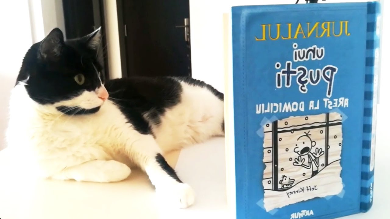 The smartest cat ever 😃 ! Katy & Alaska