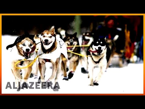 ? Dog-sled racers hope to outpace last year’s doping scandal | Al Jazeera English