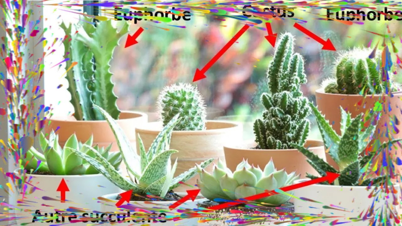 Quand un chat a frôlé un cactus, qui s’y frotte s’y pique!