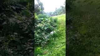 Blog With My Plantitas